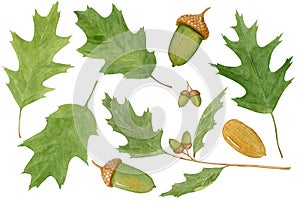 Oak tree set with green leaves and acorns, watercolor hand drawn botanical illustration isolated on white background.