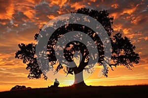oak tree silhouette against a fiery sunset, person sitting nearby