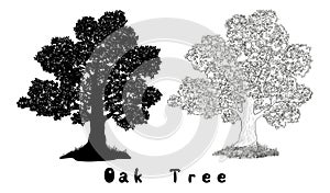 Oak Tree Silhouette, Contours and Inscriptions