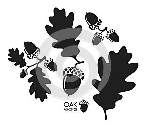 Oak tree. Silhouette. Isolated acorns and leaves on white background