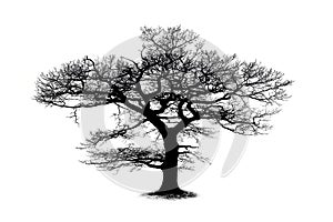 Oak tree silhouette isolated on white background