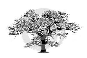 Oak tree silhouette isolated on white background