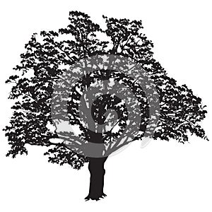 Oak tree silhouette with leaves in the black-and-white vector image