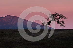 Oak tree silhouette Santa Ynez Valley at sunset