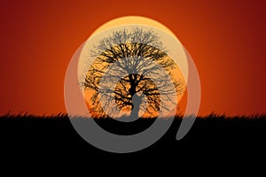 Oak tree silhouette on sunset background.