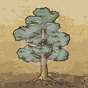 Oak tree sketch