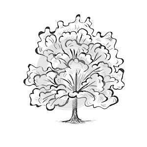 Oak tree sketch tree silhouette