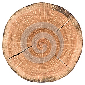 Oak tree slice. Round wood slab with annual rings and cracks iso