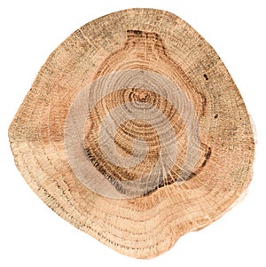 Oak tree slice texture. Irregular shape wood slab with annual ri