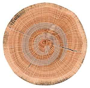 Oak tree slice. Wood slab with annual rings and cracks isolated