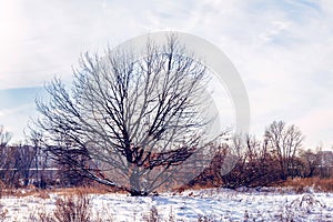 Oak Tree in the Snow