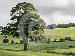 Oak Tree on the South Downs, Falmer, East Sussex, UK