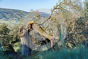 oak tree split by lightning during a thunderstorm