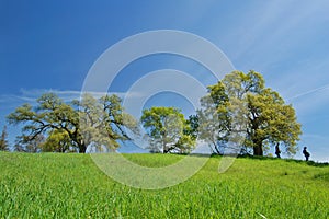 Oak Tree in spring