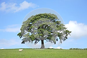 Oak Tree in Spring