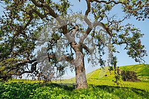 Oak tree in Spring