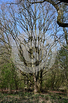 Oak Tree in Spring, Redgrave and Lopham Fen, Suffolk, England, UK