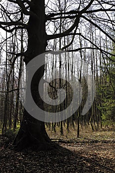 Oak tree from spring season