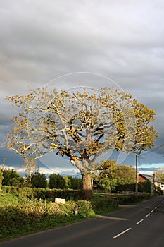 Oak tree in spring sunlight against a dark sky