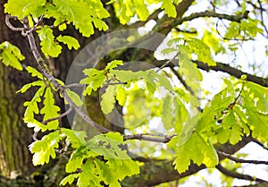 Quercia un albero primavera 