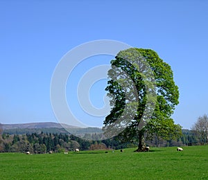 Oak Tree in Springtime at Drumlanrig