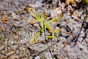 Oak tree sprout with green leaves on soil background among cones sunlight.