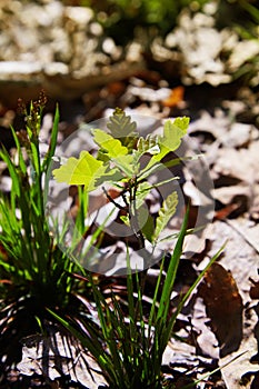 Oak tree sprout with green leaves on soil background among cones sunlight.