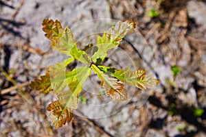 Oak tree sprout with green leaves on soil background among cones sunlight.