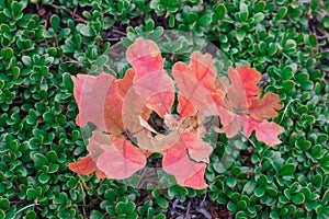 Oak tree sprout with red leaves in green bootlicking moss