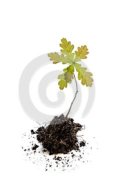 Oak tree sprout in soil isolated on white background