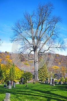 Oak tree stading alone in a cemetery in Ontario during the fall