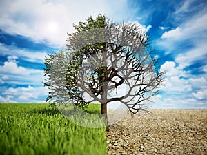 Oak tree standing on half grass half desert land. Climate change and global warming concept. 3D illustration