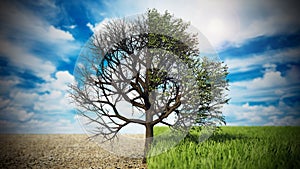 Oak tree standing on half grass half desert land. Climate change and global warming concept. 3D illustration