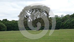 Oak Tree standing majesticly in the meadow photo