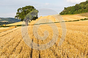 Oak tree stands out in a recently harvested field