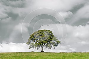 Oak Tree and Storm Clouds