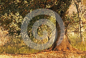 OAK TREE WITH STURDY TRUNK