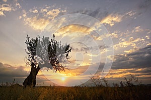 Oak Tree Summer Sunset In Greci, Romania