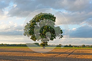 Oak Tree on a Summers Evening