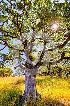 Oak Tree in the Sunlight. Northern California, USA