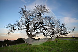 Oak Tree at sunset
