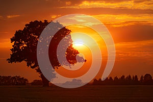 Oak tree at Sunset