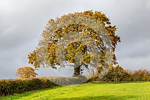 An oak tree with sutumn leaves in the sunshine, with a moody sky overhead