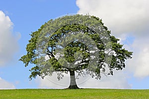 Oak Tree, Symbol of Strength