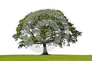Oak Tree, Symbol of Strength