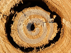 Oak tree texture hole