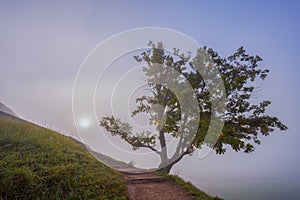 Oak tree in the thick fog, mystic landscape in the morning