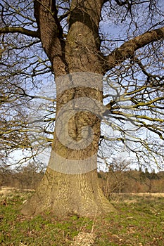 Oak tree trunk
