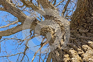 Oak. Tree trunk, bottom view. Nature in the winter season. Against the blue sky. Branches and trunk create an abstract pattern