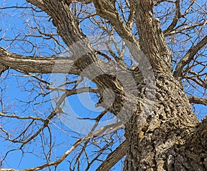 Oak. Tree trunk, bottom view. Nature in the winter season. Against the blue sky. Branches and trunk create an abstract pattern